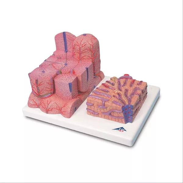 3B MICROanatomy Liver Model 3B MICROanatomy Liver Model ,1 Each