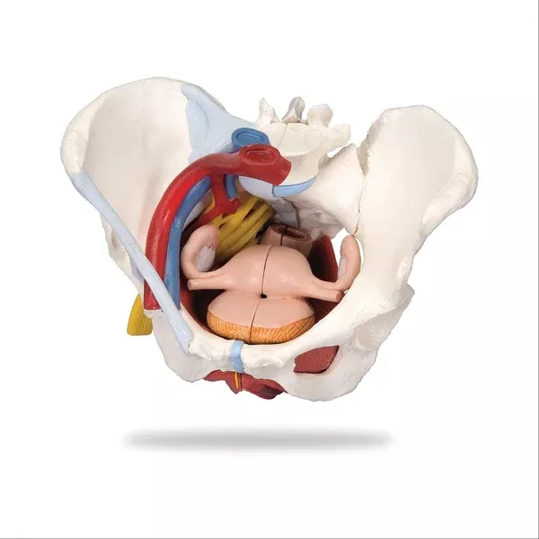 6-Part Female Pelvis Model 6-Part ,1 Each