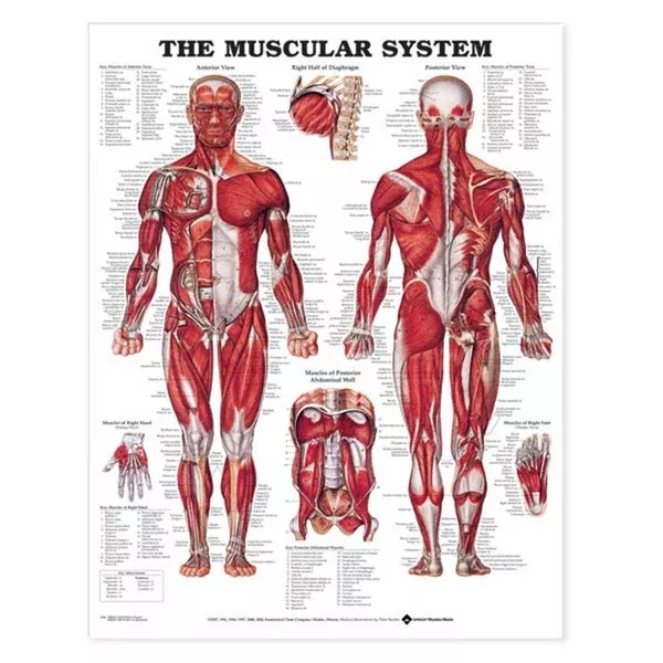 Anatomical Charts Anatomy of the Heart ,1 Each