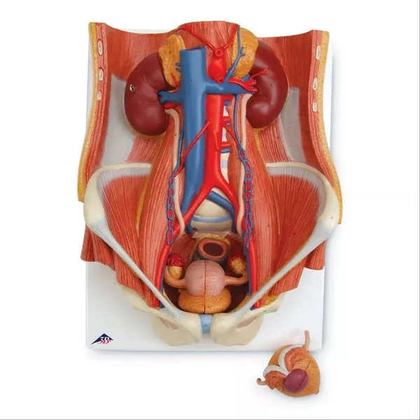 Dual Sex Urinary System Model Dual Sex Urinary System Model ,1 Each