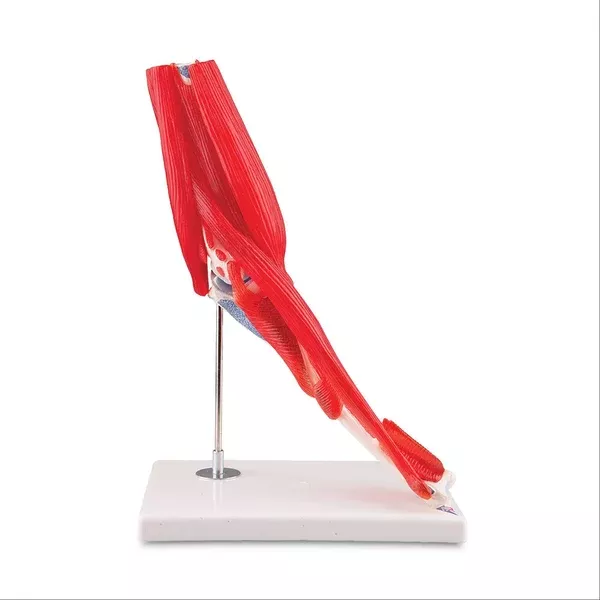 Elbow Joint with Removable Muscles Elbow Joint with Removable Muscles • 8-Part ,1 Each
