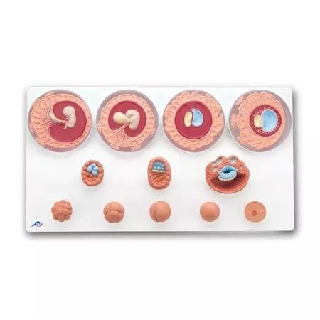 Embryonic Development Model Embryonic Development Model in 12 Stages • 13.6"W x 25.6"L x 2.4"H ,1 Each