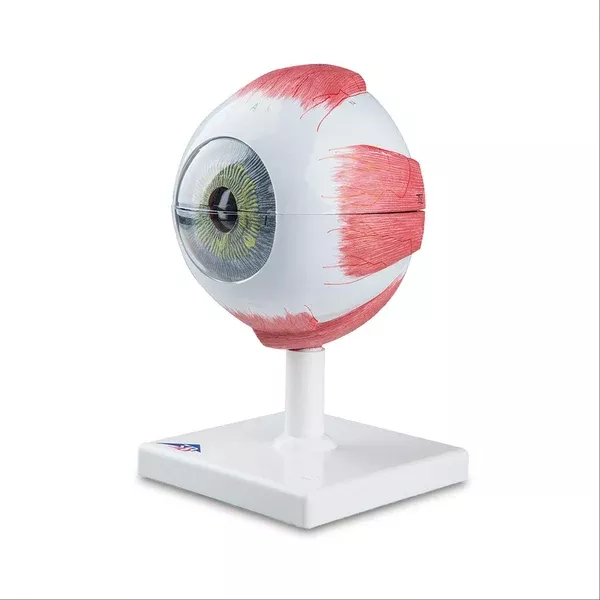 Eye Model 5 Times Full Size 6-Part Eye Model • 5 Times Full-Size • 6-Part ,1 Each