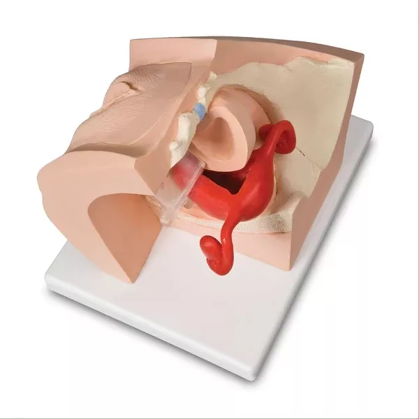 Gynecological Patient Education Model Gynecological Patient Education Model ,1 Each