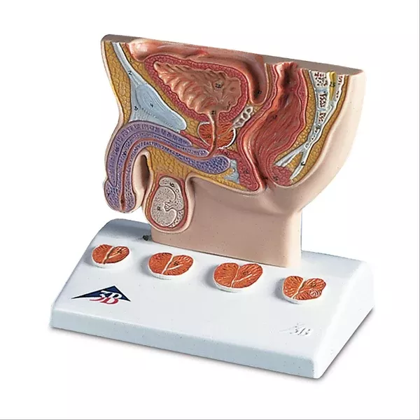 Men's Health Prostate Model Prostate Model • 1/2 Natural Size ,1 Each