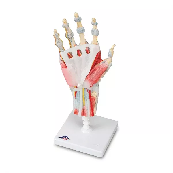 Muscles and Ligaments on Hand Skeleton Model Muscles and Ligaments on Hand Skeleton Model ,1 Each