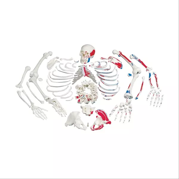 Painted Full Disarticulated Skeleton Painted Full Skeleton • Disarticulated ,1 Each
